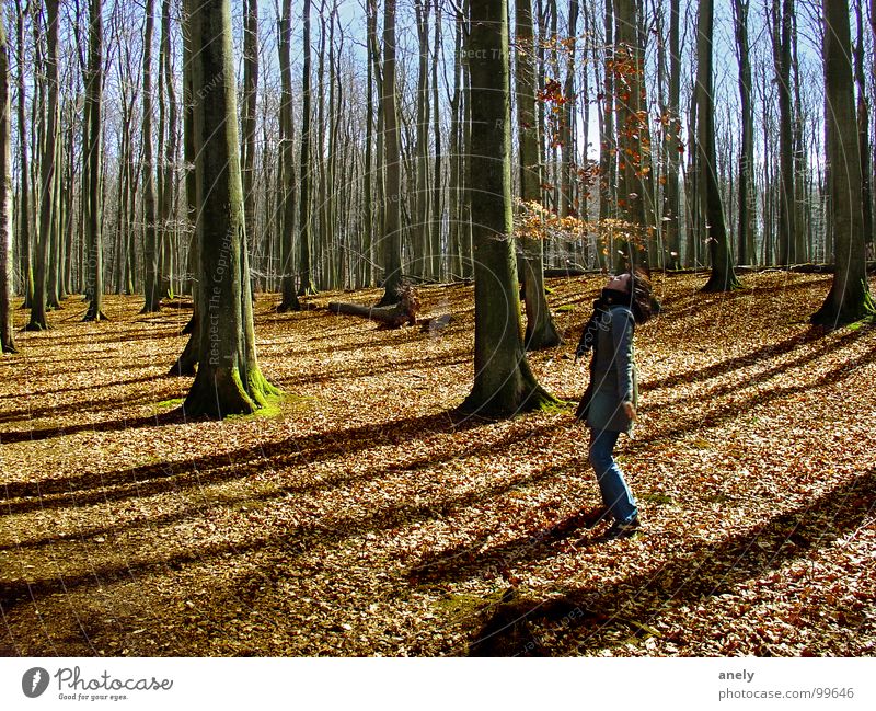 herbstzeitlose Wald Herbst Blatt werfen braun Baum Ausgelassenheit Spielen Freude fallen blätterregen Blauer Himmel Schatten Spaziergang