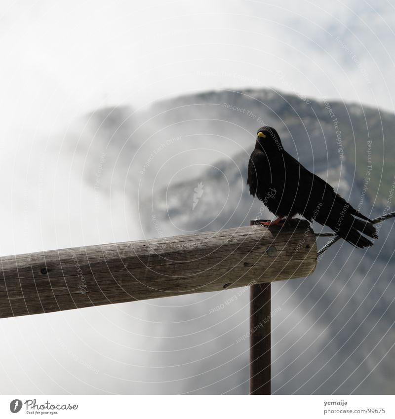 Der frühe Vogel fängt den Wurm Grenze Nebel Nebelgrenze Am Rand Holz Platz schwarz Sommer Berge u. Gebirge Geländer Freiheit Ferne fliegen Felsen Aussicht