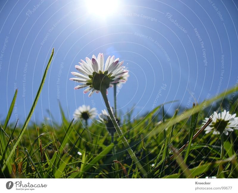 Gänseblümchen schön Leben ruhig Kur Sonne Natur Pflanze Wolkenloser Himmel Sonnenlicht Frühling Schönes Wetter Blume Gras Grünpflanze Wiese Wachstum frei klein