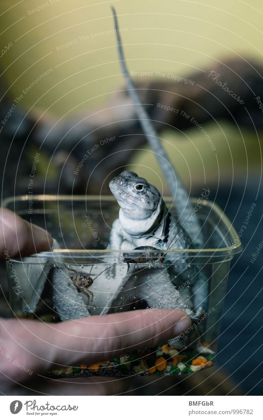 Selbstbedienungsladen Freizeit & Hobby Terrarium Behälter u. Gefäße Handy füttern Finger Tier Käfer Schuppen Krallen Echte Eidechsen Reptil Echsen Futter