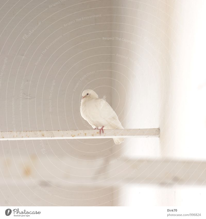 Alles für ein friedliches neues Jahr ... Sevilla Andalusien Spanien Gebäude Mauer Wand Stahlträger Tier Wildtier Vogel Taube Friedenstaube 1 Metall Rost hocken