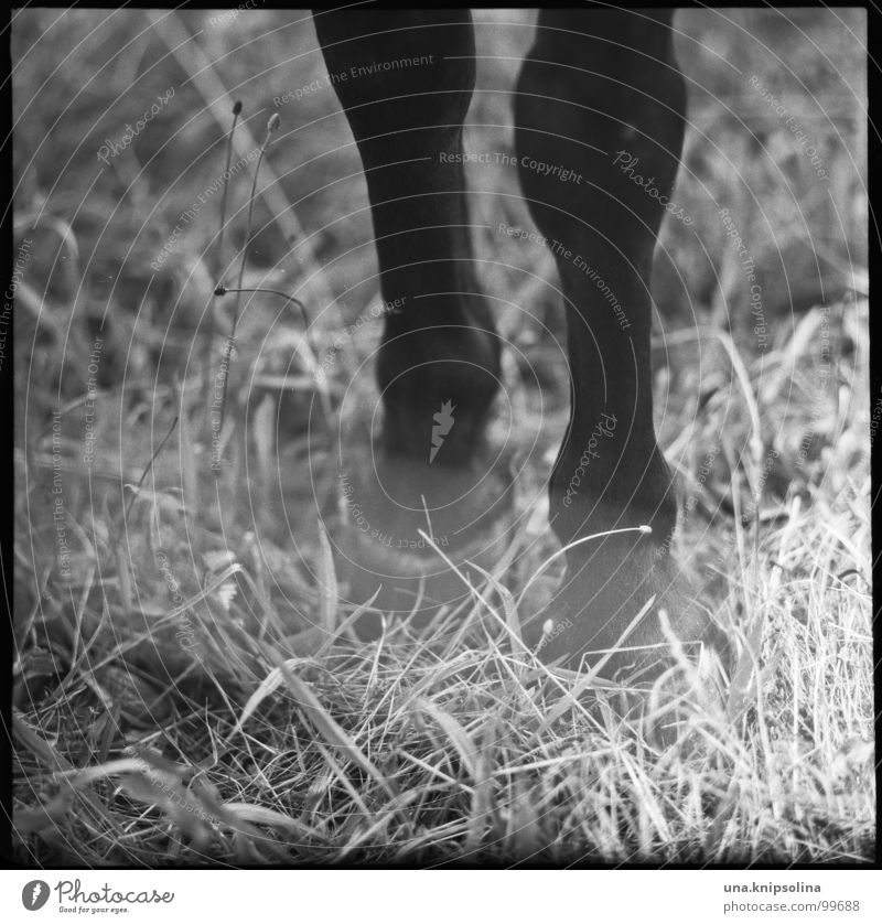 hoppipolla Beine Gras Wiese Pony Pferd wild weich analog Mittelformat Huf Hufeisen Spitzwegerich Lichtstreifen Stroh Weide Schwarzweißfoto Lichterscheinung