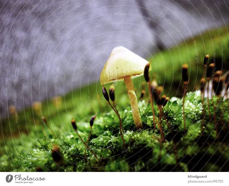 Scotty Beamen Nahaufnahme klein Sonnenschirm Pflanze Umwelt Makroaufnahme Mikroorganismen grün Wachstum Herbst gelb Natur Mauer Botanik Wand new world sci-fi