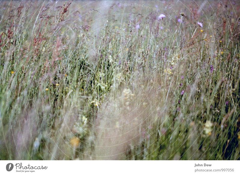 Reminiszenzen eines Sommers Ferien & Urlaub & Reisen Abenteuer Gras Blatt Blüte Wildpflanze Wiese Wachstum frisch retro Leben Sehnsucht Vergangenheit