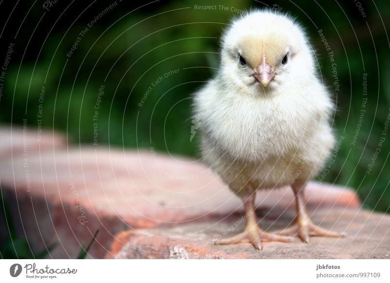 CHICKEN-WALK Umwelt Natur Tier Haustier Nutztier Tiergesicht Flügel Krallen Küken Haushuhn Hahn 1 Tierjunges Kindheit Kitsch schön klein angry bird Geborgenheit