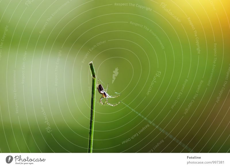 Tekla Tier Spinne 1 frei hell klein natürlich grün Halm Spinnennetz spinnen Spinnenbeine Insekt Farbfoto mehrfarbig Außenaufnahme Nahaufnahme Menschenleer