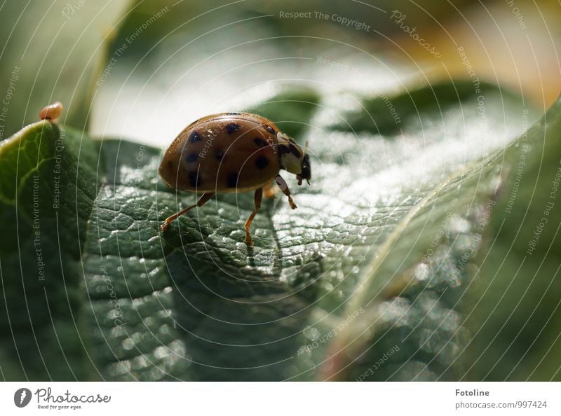 Germanys next Topkäfer Umwelt Natur Pflanze Tier Sommer Schönes Wetter Blatt Grünpflanze Käfer Flügel 1 hell klein natürlich grün schwarz Marienkäfer krabbeln