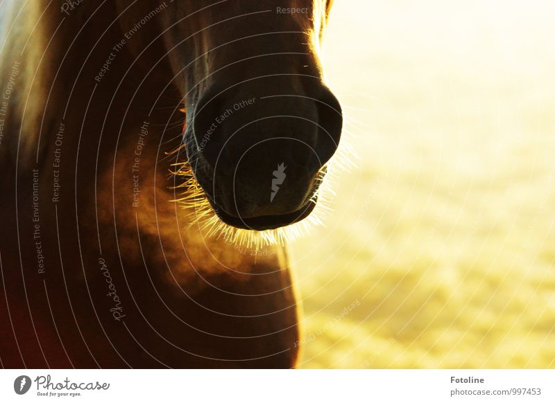 kalt ist's Umwelt Pflanze Herbst Tier Haustier Nutztier Pferd Fell 1 hell nah natürlich braun gelb gold Schnauze Nüstern Maul Farbfoto mehrfarbig Außenaufnahme