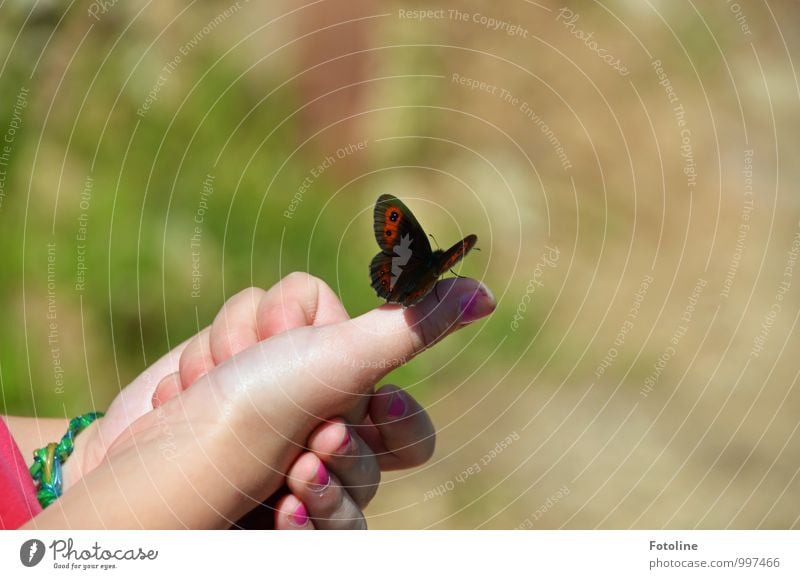 Hallo kleiner Freund! Mensch feminin Kind Mädchen Kindheit Finger Umwelt Natur Tier Sommer Schönes Wetter frei Freundlichkeit Zusammensein hell natürlich Wärme