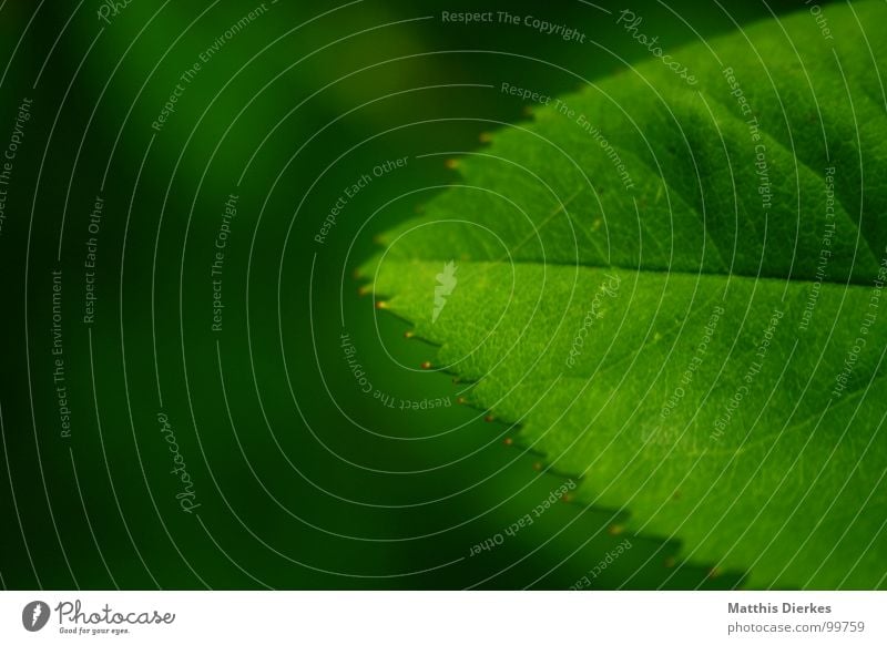 PFEILSPITZE Dreieck Ecke Geometrie grün trist Trauer Schatten Baum Pflanze Silhouette Wachstum Reifezeit Hände schütteln Sommer Pfeil Spitze Linie bleich