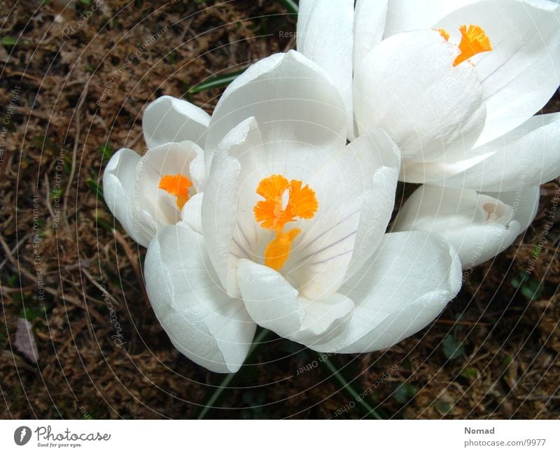 Blumen im April Gras braun weiß grün Erde