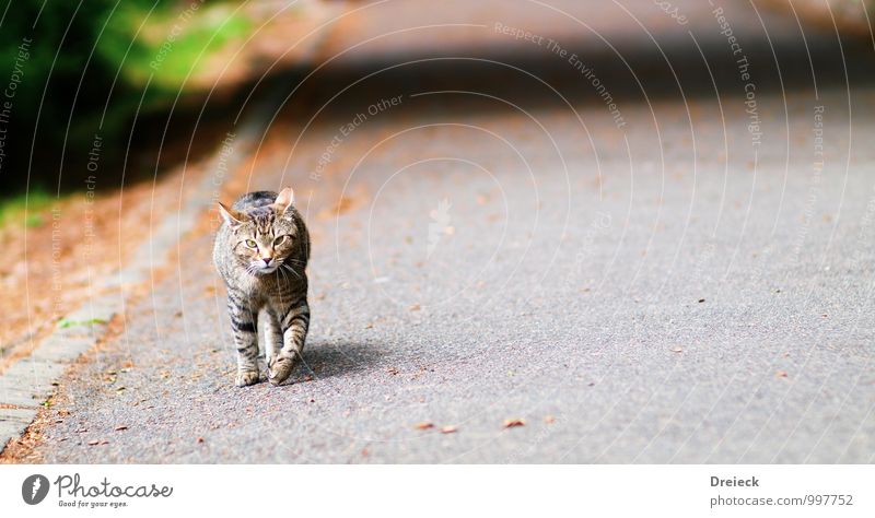 cat-walk Tier Haustier Katze Tiergesicht Fell Krallen Pfote 1 Stein beobachten Bewegung Blick grau silber Neugier Farbfoto mehrfarbig Außenaufnahme Tag Licht