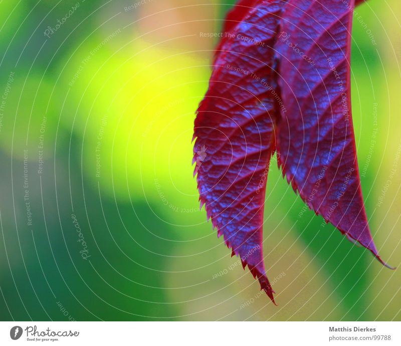 ZANGE gelb übersättigt knallig schön Leben violett Sommer Natur Blatt Textfreiraum links Vor hellem Hintergrund