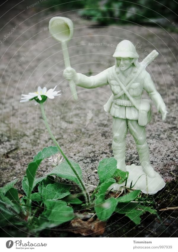 Außergewöhnlich | Der Kampf mit dem Gänseblümchen. Umwelt Natur Pflanze Blatt Blüte Garten Spielzeug Stein Kunststoff beobachten kämpfen bedrohlich dunkel grau