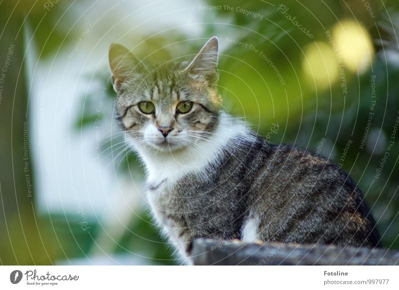 Katerchen Umwelt Natur Pflanze Tier Sommer Schönes Wetter Sträucher Garten Park Haustier Katze Tiergesicht Fell 1 nah natürlich Neugier grau grün weiß Hauskatze