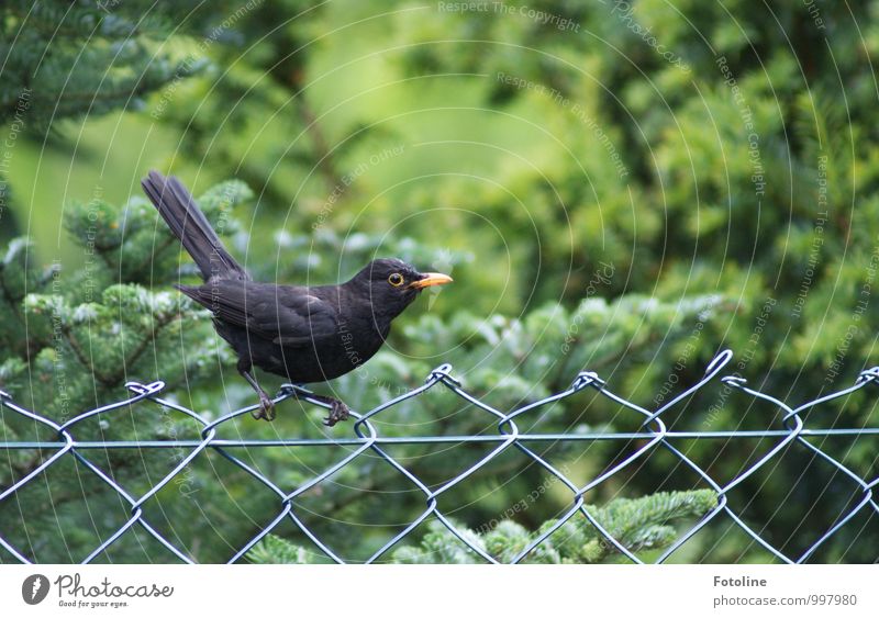 außergewöhnlich | laut im Sommer ;-) Umwelt Natur Pflanze Baum Sträucher Garten Park Tier Wildtier Vogel Flügel 1 nah natürlich Neugier grün schwarz Amsel