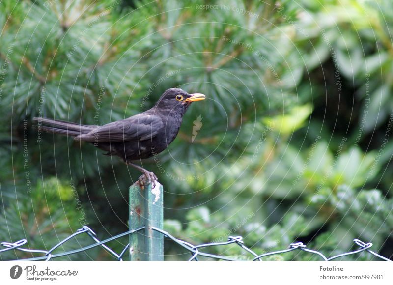 Tirili! Umwelt Natur Pflanze Tier Sommer Baum Garten Vogel Flügel nah natürlich schwarz Amsel Zaun Farbfoto mehrfarbig Außenaufnahme Nahaufnahme Menschenleer