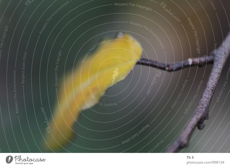 Blatt Natur Pflanze Herbst Winter Blühend verblüht ästhetisch authentisch einfach elegant natürlich gelb grün Stimmung Gelassenheit geduldig ruhig einzigartig