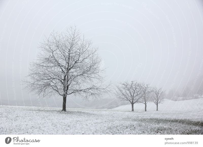 grau in grau Landschaft Winter schlechtes Wetter Schnee Schneefall Baum Wiese dunkel kalt trist schwarz weiß Traurigkeit Einsamkeit Natur ruhig stagnierend