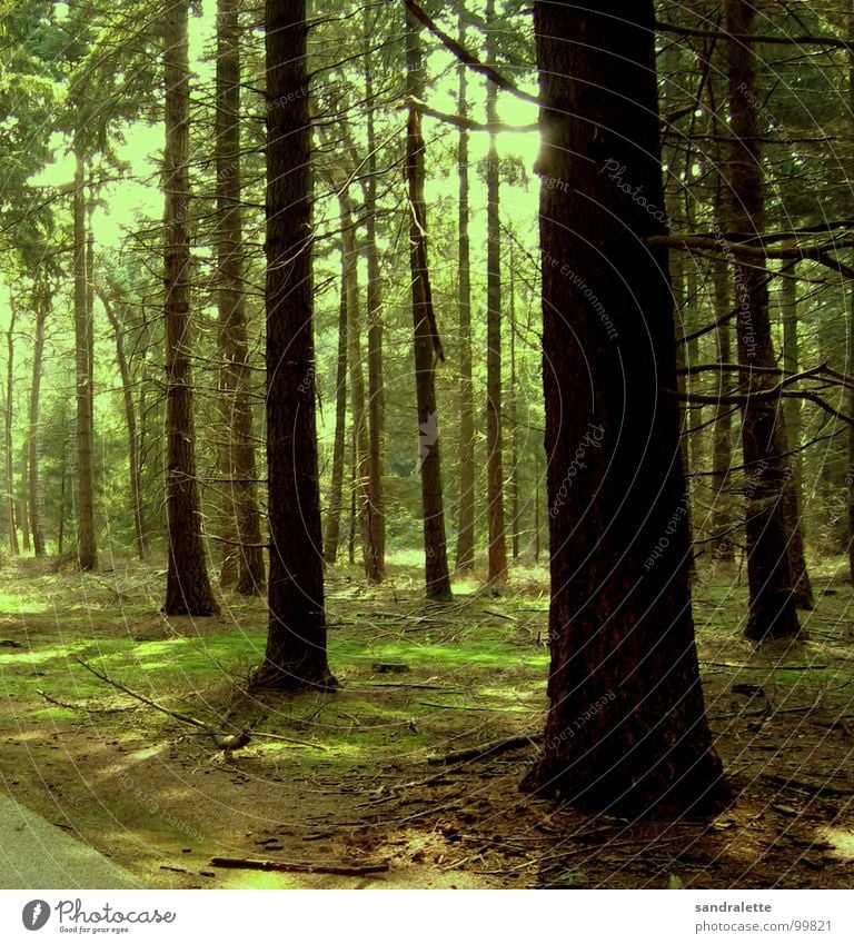 Am Waldrand Baum grün Geäst Fußweg schön Niederlande Sommer Farbe Ast Einsamkeit