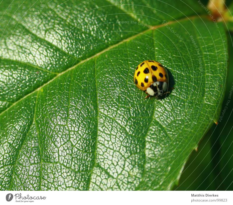 SCHLECHTE TARNUNG Insekt Tier Marienkäfer Schiffsbug Blatt Rosenblätter grell Beleuchtung braun Sonnenbad gepunktet schön Pause Aufenthalt stehen bewegungslos