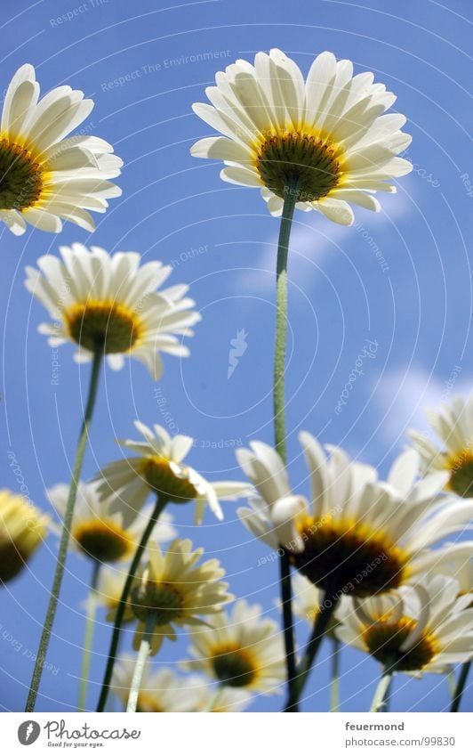 Endlich ist der Sommer da... :-) Blume Blüte Wachstum Gartenarbeit Wiese Freude Magarite Himmel Schönes Wetter Schatten Margerite