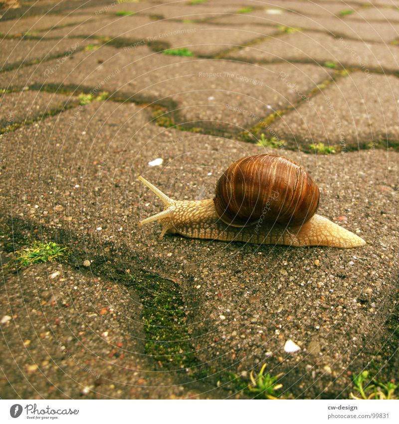 Postkarte für sto.E Schnecke krabbeln langsam Tier Weinbergschnecken Landlungenschnecke Haus Schneckenhaus bewohnt schleimig Schleim Schleimspur Fühler