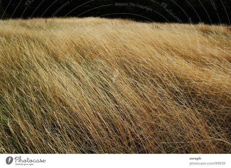 Fel(l/d) Halm Blüte Gräserblüte Gras Grasland Hintergrundbild Stengel Grasspitze grasgrün Samen grassamen Riedgras Grasnarbe Pflanze Natur wild Wiese Graswiese