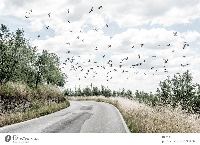 Auf der Suche Umwelt Natur Landschaft Pflanze Tier Himmel Wolken Sonnenlicht Sommer Schönes Wetter Wärme Baum Sträucher Nutzpflanze Olivenbaum Olivenhain Feld