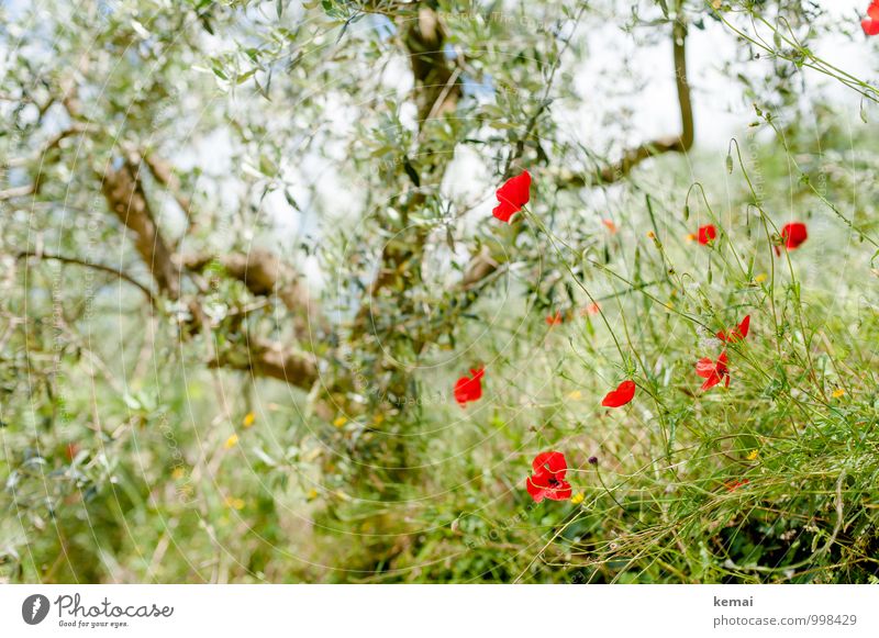 Oliven und Mohn Ferien & Urlaub & Reisen Sommer Sommerurlaub Umwelt Natur Pflanze Schönes Wetter Baum Blume Sträucher Blatt Blüte Grünpflanze Nutzpflanze