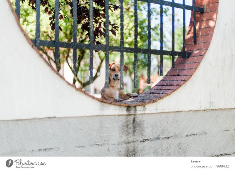 Wir kaufen nix Baum Mauer Wand Zaun Haustier Hund Tiergesicht Haushund 1 Blick hell Wachsamkeit Schutz vertikal rund Farbfoto Gedeckte Farben Außenaufnahme Tag