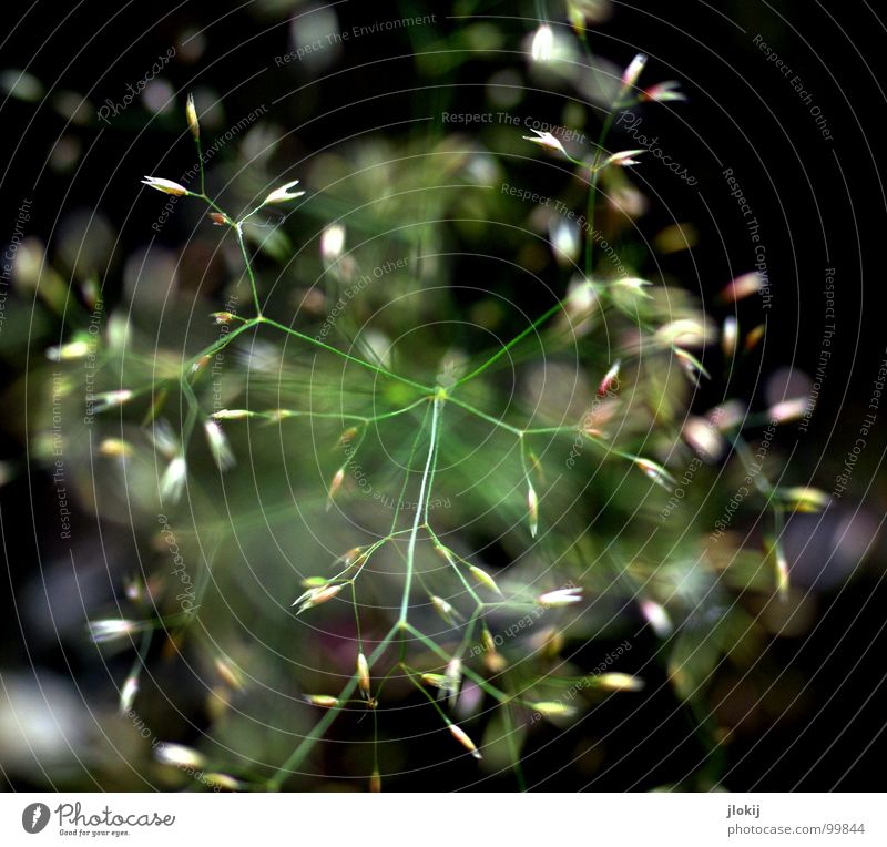 00:16 Gras grün Stengel Ähren gelb Wachstum Pflanze Frühling flattern schimmern Wiese Feld Pollen Rispen gold Lampe Natur Blühend Duft wedeln Wind Weide