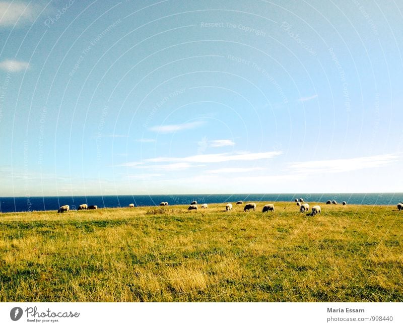 En Fårhagen Natur Landschaft Himmel Schönes Wetter Gras Wiese Küste Ostsee Meer Schweden Skandinavien Tier Nutztier Schaf Schafherde Herde blau grün