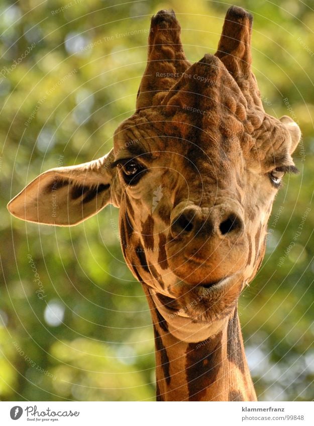 Ey was gugst DU? Blick streng Tier Zoo grün gelb braun Ernährung groß lang mono stereo Kopfhörer Tiergarten Safari Wien Schloss Schönbrunn langhalsig Aussehen