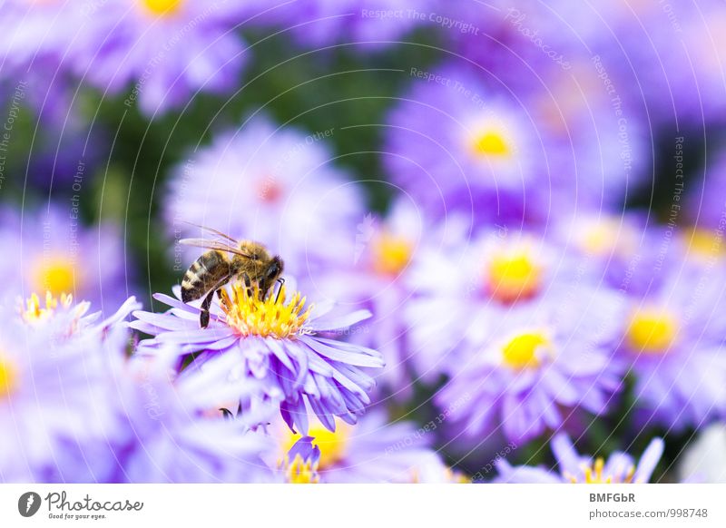 Bienenblüte Umwelt Natur Pflanze Tier Sommer Blume Blüte Garten Park Wiese Nutztier 1 Schwarm Blühend Duft krabbeln schön violett Tierliebe gewissenhaft fleißig