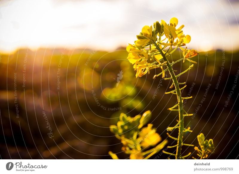 Raps Natur Pflanze Sonne Sonnenaufgang Sonnenuntergang Sonnenlicht Blume Blüte Nutzpflanze Rapsblüte Rapsfeld Feld Blühend Wachstum authentisch elegant