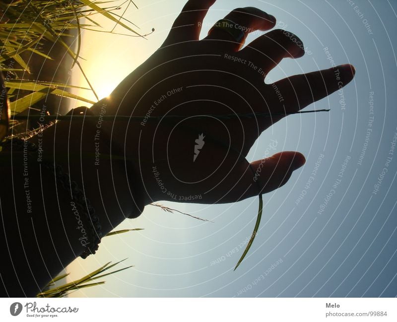 reach out Hand Sonnenuntergang Gras Halm Finger grün Vertrauen Schatten Himmel blau