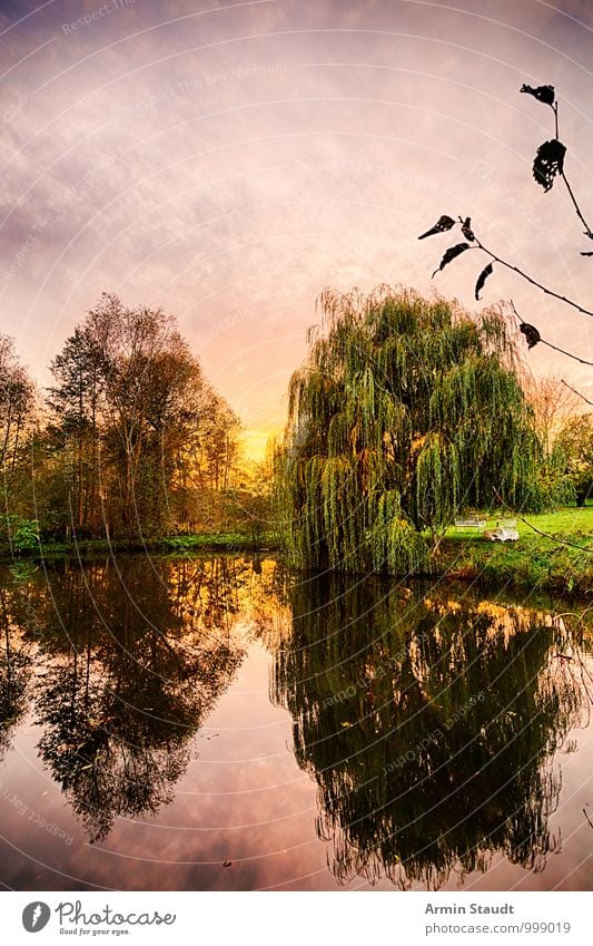 Trauerweide am Teich Ferien & Urlaub & Reisen Natur Landschaft Luft Wasser Himmel Sonne Sonnenaufgang Sonnenuntergang Herbst Baum Park See Erholung träumen