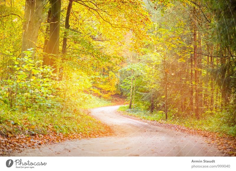 Verträumter Waldweg harmonisch Erholung Ferien & Urlaub & Reisen Umwelt Natur Landschaft Erde Sonnenlicht Herbst Schönes Wetter Baum Wege & Pfade Fußweg atmen