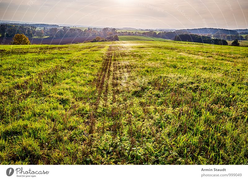 Spinnweben auf Herbstwiese Ferien & Urlaub & Reisen Umwelt Natur Landschaft Erde Himmel Sonne Sonnenaufgang Sonnenuntergang Gras Wiese Feld Hügel Spinngewebe