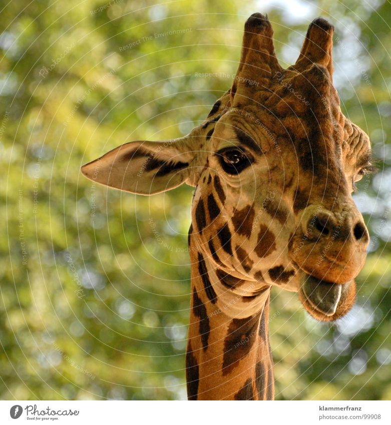 Ey noch immer gugst DU? was Blick streng Tier Zoo grün gelb braun Ernährung groß lang mono stereo Kopfhörer Tiergarten Safari Wien Schloss Schönbrunn langhalsig