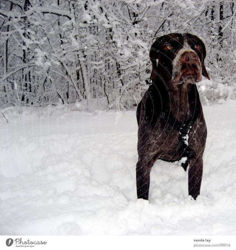 Kalte Pfoten Jagdhund Schnee Wald Sträucher bewegungslos Eis Hund Jäger Winter fixieren Halsband Tier kalt Treue beste Luft Spaziergang auslaufen Vertrauen