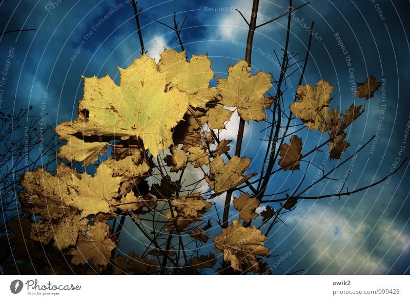 Blattsalat Umwelt Natur Pflanze Himmel Wolken Herbst Ahornblatt Ahornzweig Zweige u. Äste dehydrieren dunkel nah trocken Herbstfärbung Herbstlaub Farbfoto