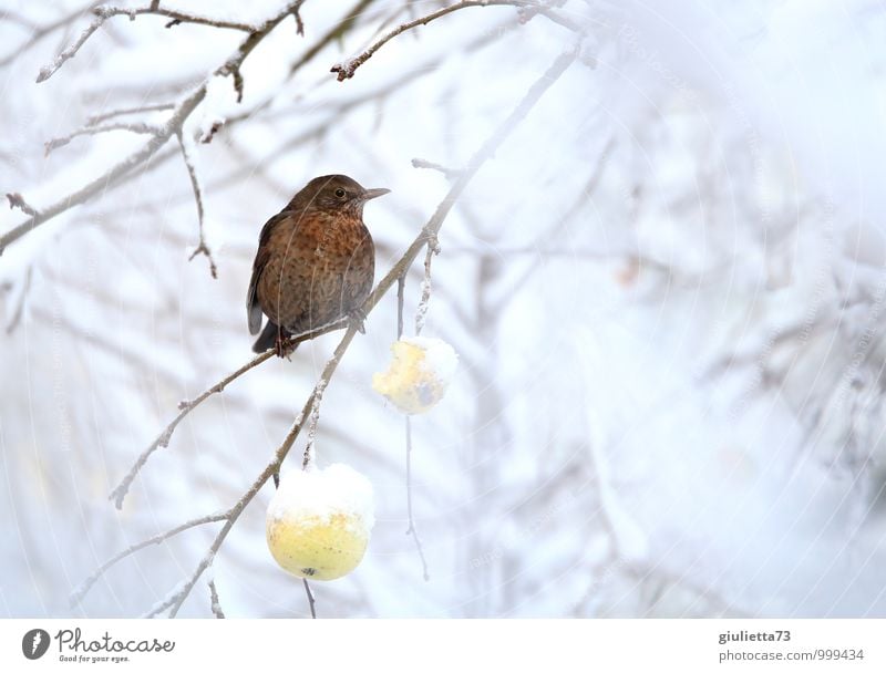 Frau Amsel hat Hunger Umwelt Natur Winter Schnee Baum Nutzpflanze Obstbaum Apfelbaum Garten Tier Vogel Singvögel Drossel 1 Fressen frieren hocken sitzen warten