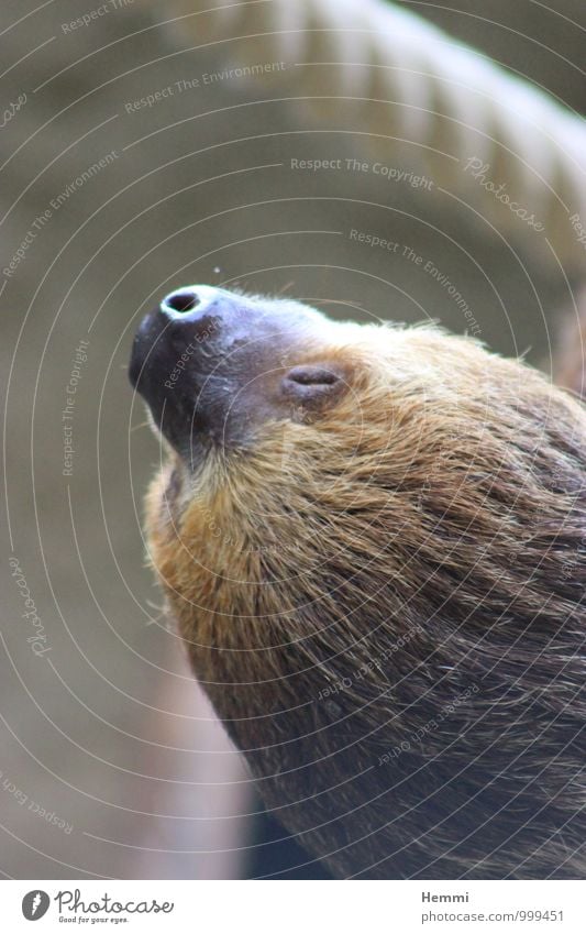 Einfach mal abhängen Tier Tiergesicht Zoo Streichelzoo Faultiere 1 fest Neugier niedlich braun schwarz Außenaufnahme Nahaufnahme Kontrast