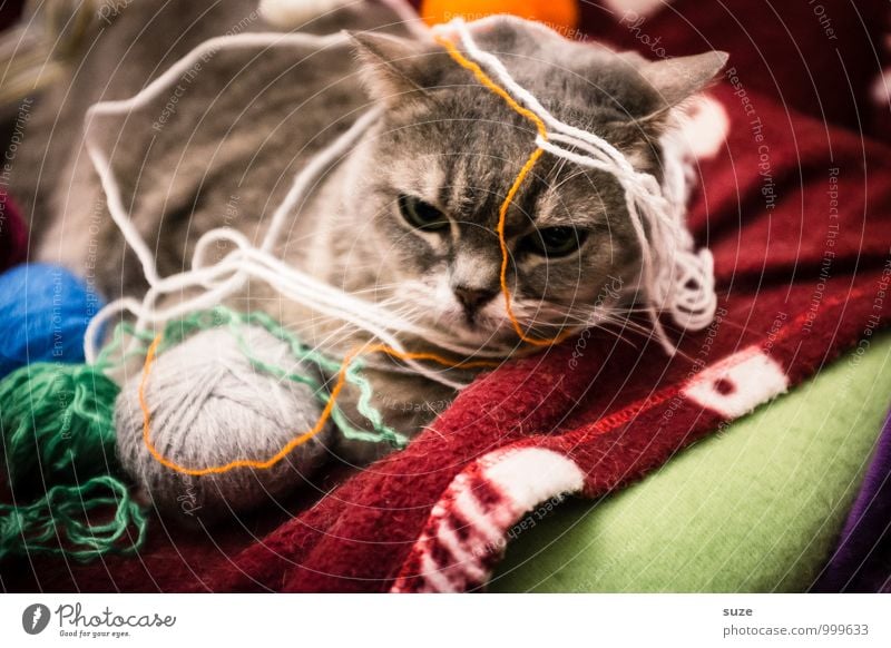 Ziemlich verstrickte Situation Freude Zufriedenheit Freizeit & Hobby Spielen stricken Tier Haustier Katze 1 niedlich Stimmung Vorfreude Langeweile Ärger Pause