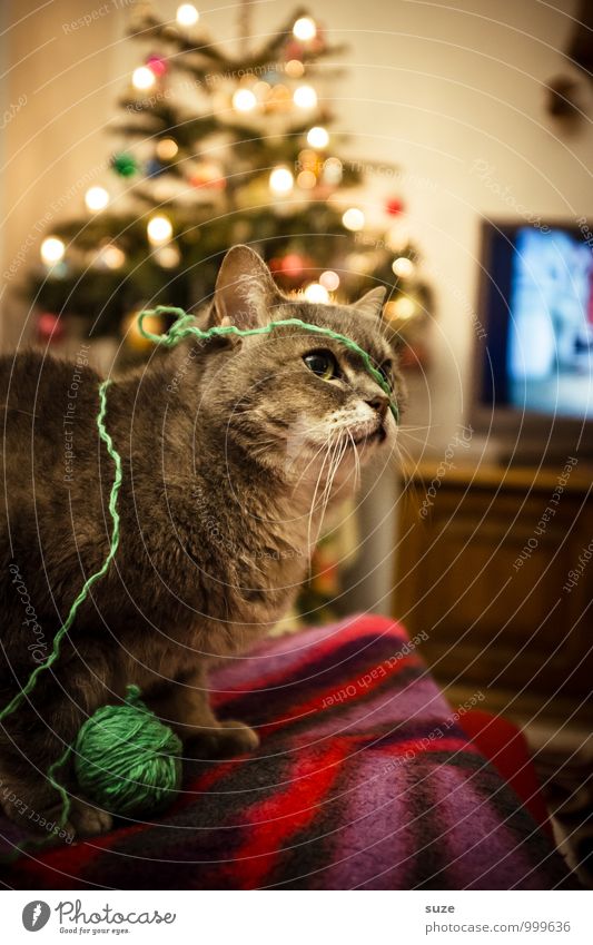 Strickliesl Freude Zufriedenheit Freizeit & Hobby Spielen stricken Häusliches Leben Feste & Feiern Weihnachten & Advent Fernseher Tier Haustier Katze 1 niedlich