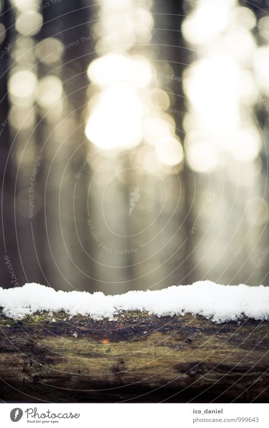 Winterwald II Umwelt Natur Pflanze Sonnenlicht Schönes Wetter Eis Frost Schnee Schneefall Baum Wald leuchten kalt Zufriedenheit Gedeckte Farben Außenaufnahme