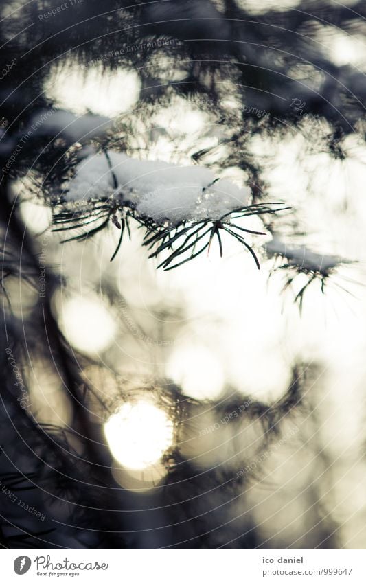 Tannenbaum Umwelt Natur Pflanze Winter Schönes Wetter Schnee Schneefall Wald ästhetisch hell schön Tannenzweig Farbfoto Gedeckte Farben mehrfarbig abstrakt