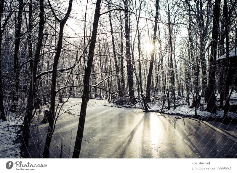 Winterwald I Ferien & Urlaub & Reisen Abenteuer Freiheit Schnee Winterurlaub Umwelt Natur Landschaft Pflanze Wasser Sonnenlicht Eis Frost Schneefall beobachten